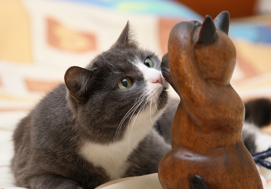 Знакомство вслепую cat кошка