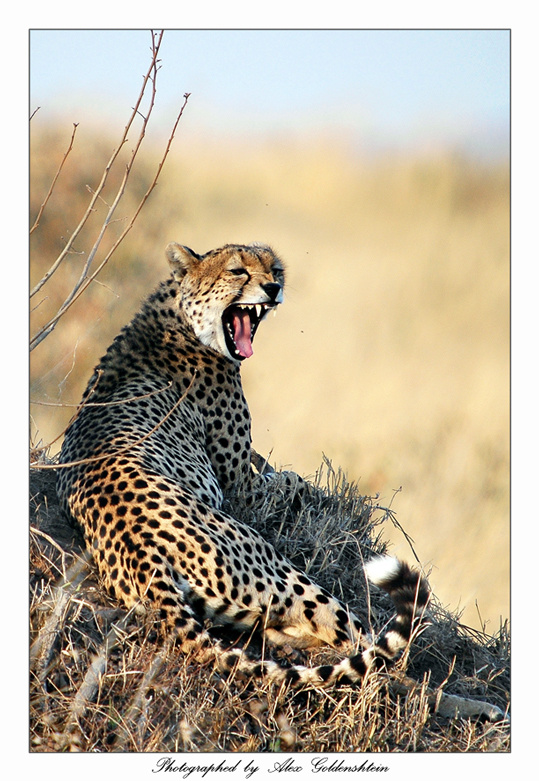 Cамое быстрое из наземных животных. Гепаpд (Acinonyx-jubatus) Африка-Кения, Масай-Мара, Август-2006 Фото-Сафари Мастер-Класс с Вадимом Онищенко.