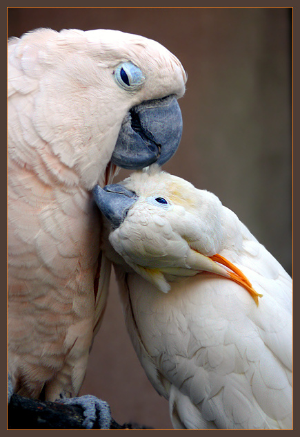 Высокие... выс-сокие отношения!.. Молукский какаду, Cacatua moluccensis, Оранжевохохлый какаду, Cacatua sulphurea citrinocristata