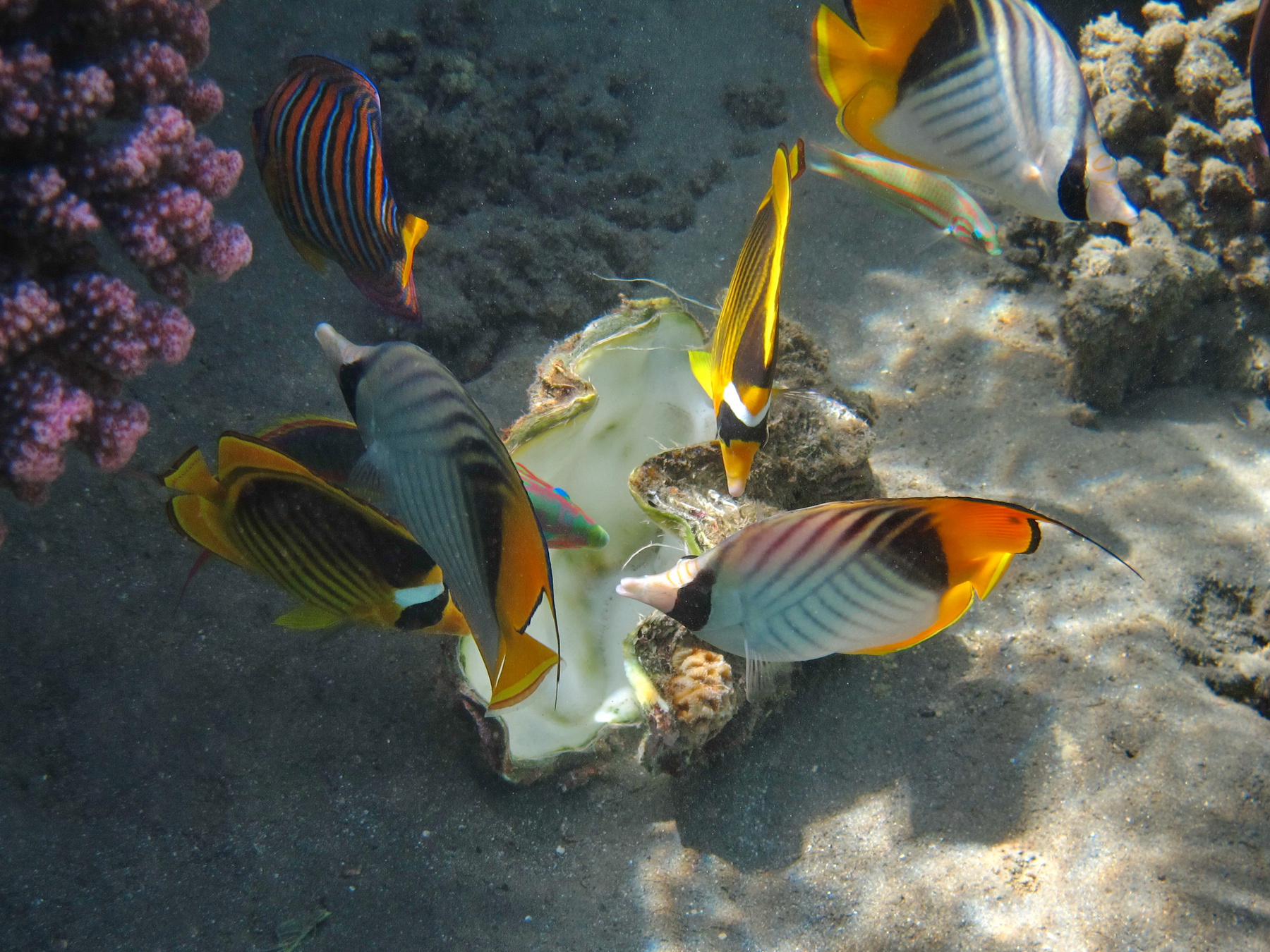 Круче радуги. 2012 chaetodon fasciatus gorgonia red sea shams alam the sun underwater world губан марса алам нитеперая рыба-бабочка полосатая рыба бабочка талассома клунингера шамс