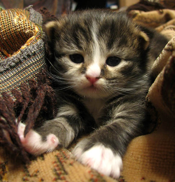 Смотрите, какой я большой уже!!! Котенок, малыш