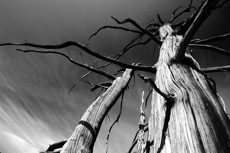 Тысячелетние Ancient, Bristlecone, Pine, Forest, Лес, древних, сосен, Калифорния