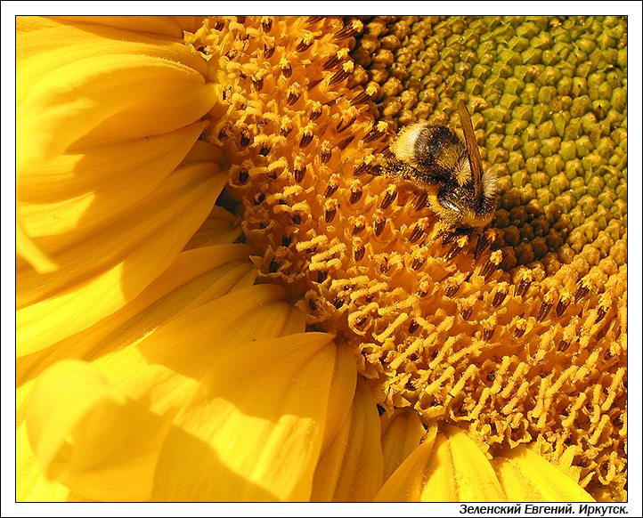 Shaggy bumblebee мохнатый шмель на душистый подсолнух