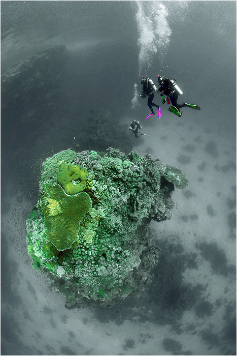 Полетаем? St. Johns Reef