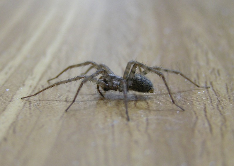 Домовёнок :о) (Tegenaria domestica) домовый паук Tegenaria domestica