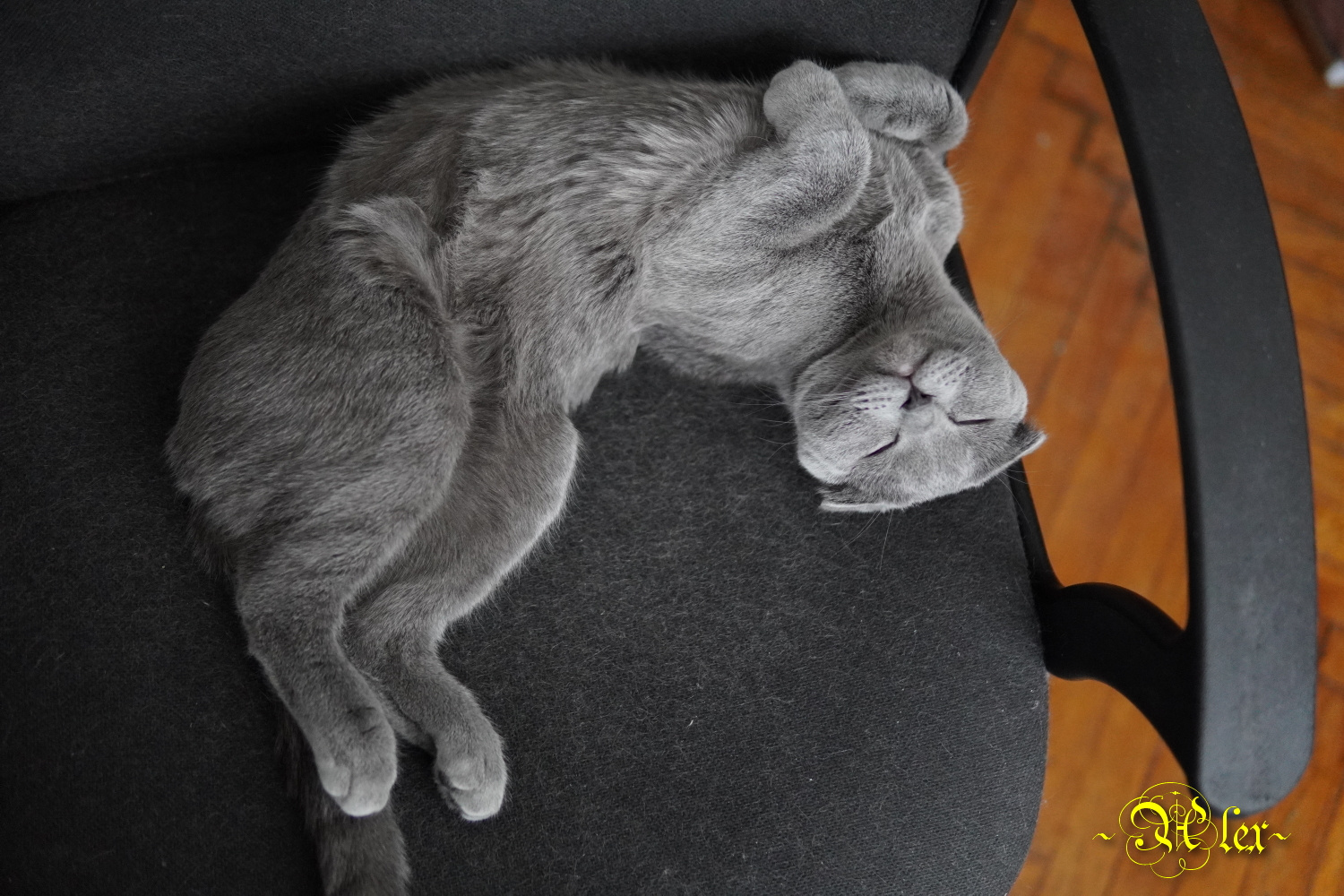 Я сплю... кот Тимофей животное спит