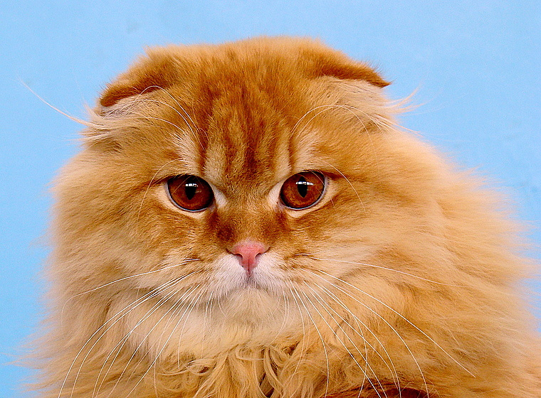 Вот такой я вислоухий Вислоухий кот выставка