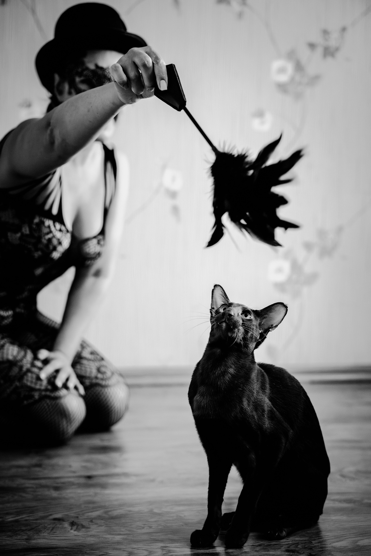 Кот 