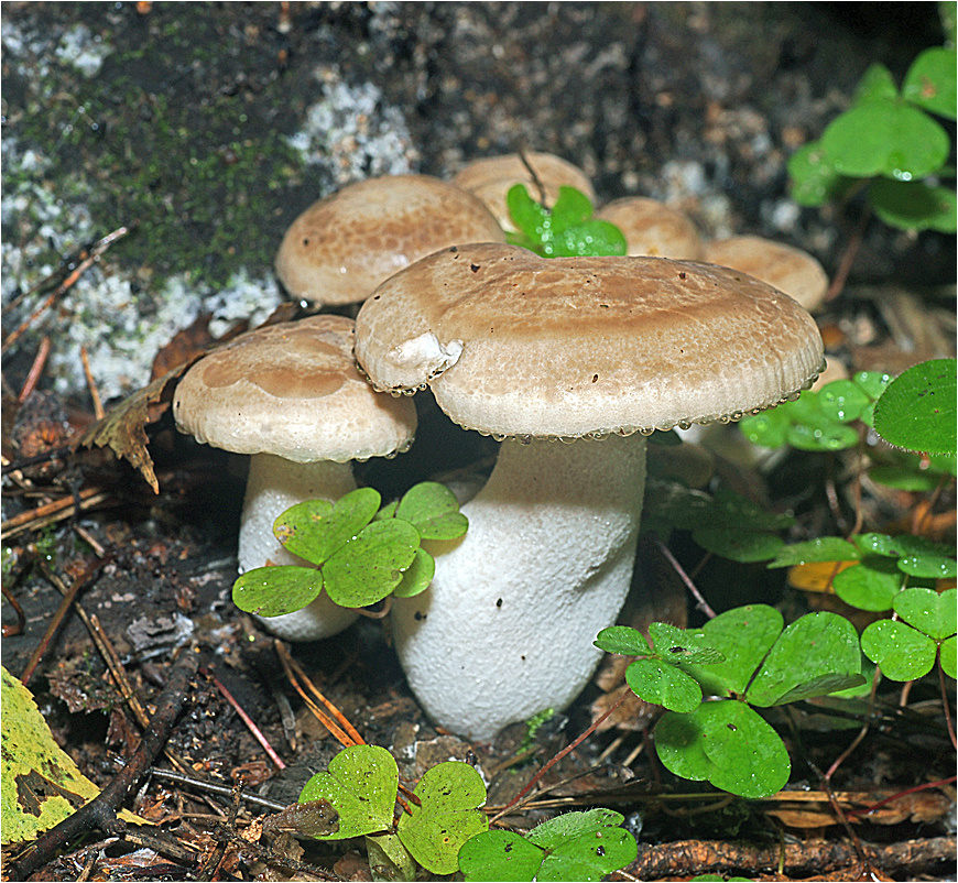 Yophyllum ulmarium - Вешенка ильмовая Yophyllum ulmarium гриб Вешенка ильмовая Гипсизигус ильмовый Hypsizygus ulmarius Рядовка