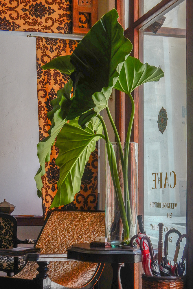 У окна интерьер Colocasia Esculenta Toro Слоновьи Уши