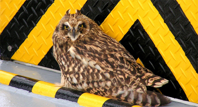 Owl, mimicri? птицы