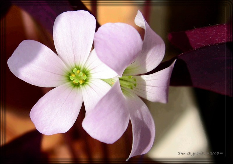 nice flowers цветы