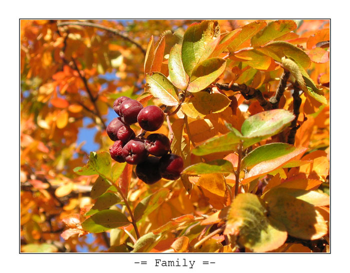 -= Family =- маленькие ягодки в большом формате