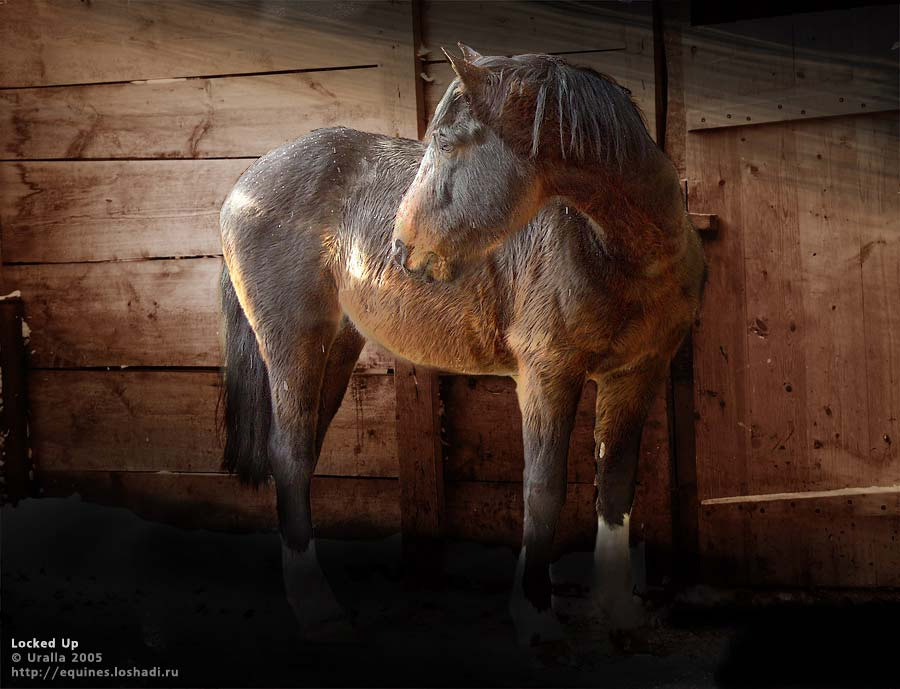 В заперти Uralla equines конь