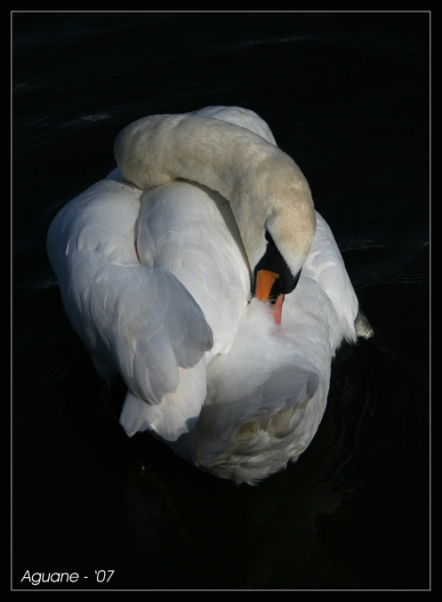 Лебединая печаль swan белый лебедь