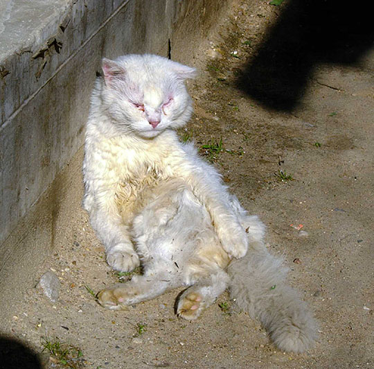 Кот Барон (искатель приключений) природа животные кошки портрет