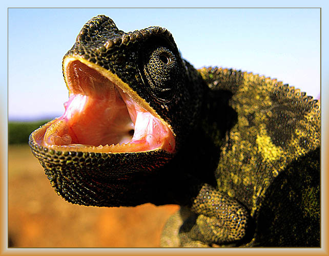 aaaaaaaaaM 