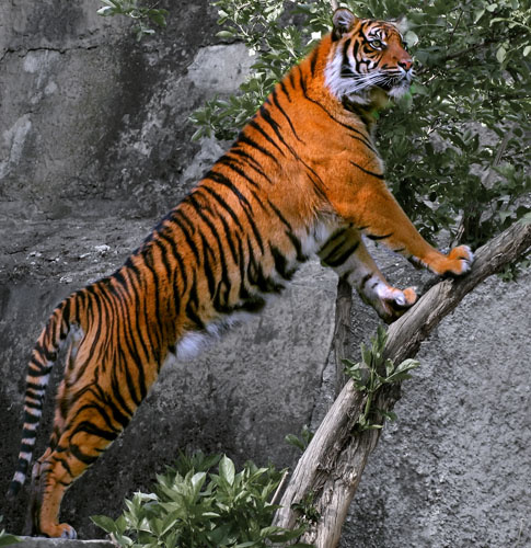 Где моя любимая... Тигр Tiger
