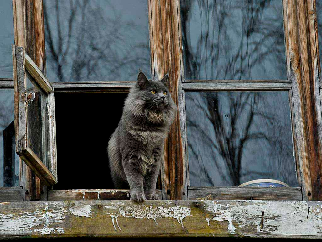 Весна не за горами кошка на окне