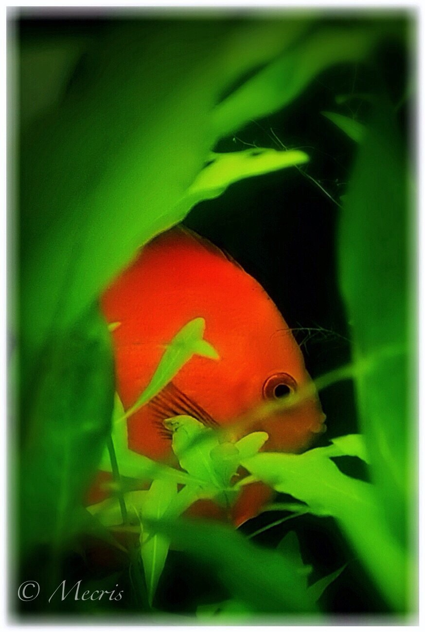 fish 