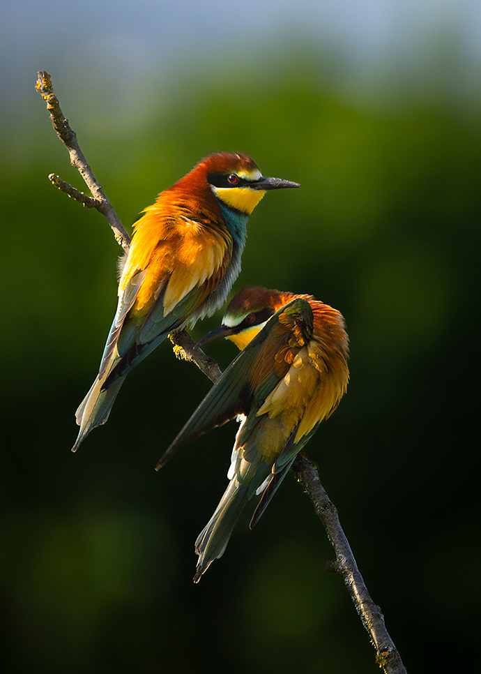Bee-eater 