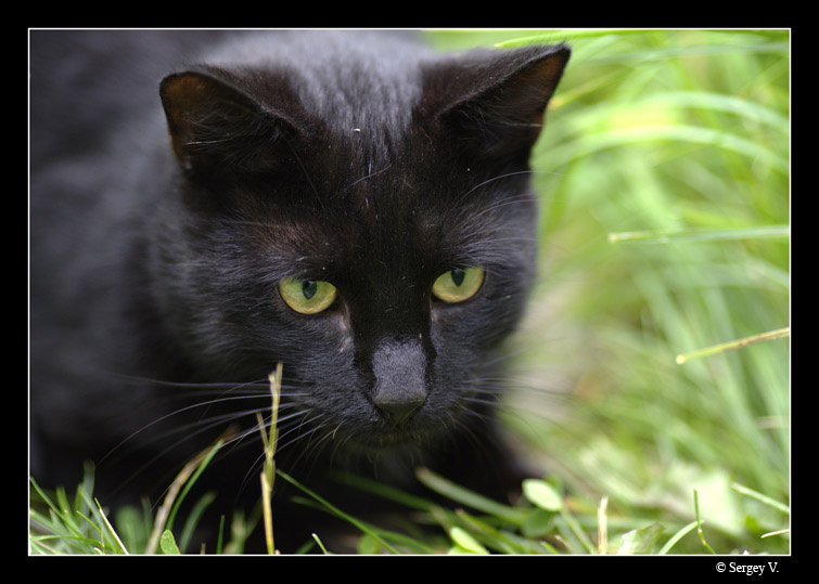 *** кот коты кошка