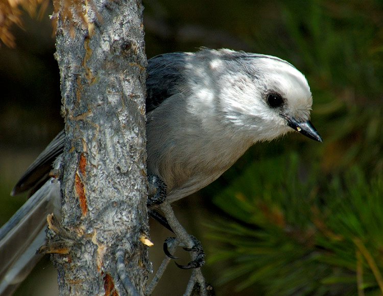Ptichka 