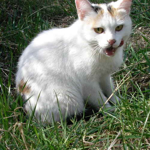 Кошечка кошка кот животные кошки природа дикие