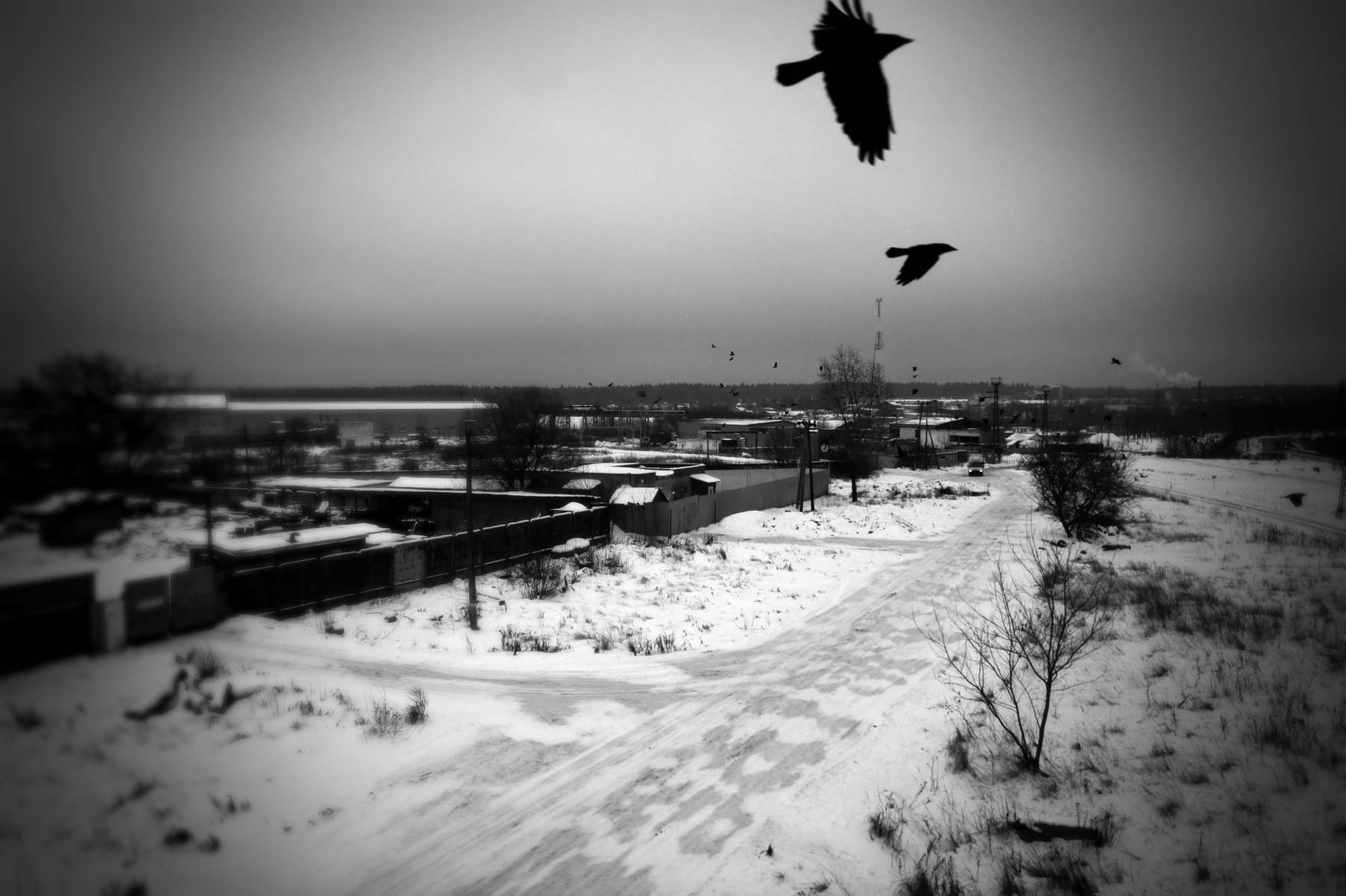 ПГТ птицы,дорога,небо