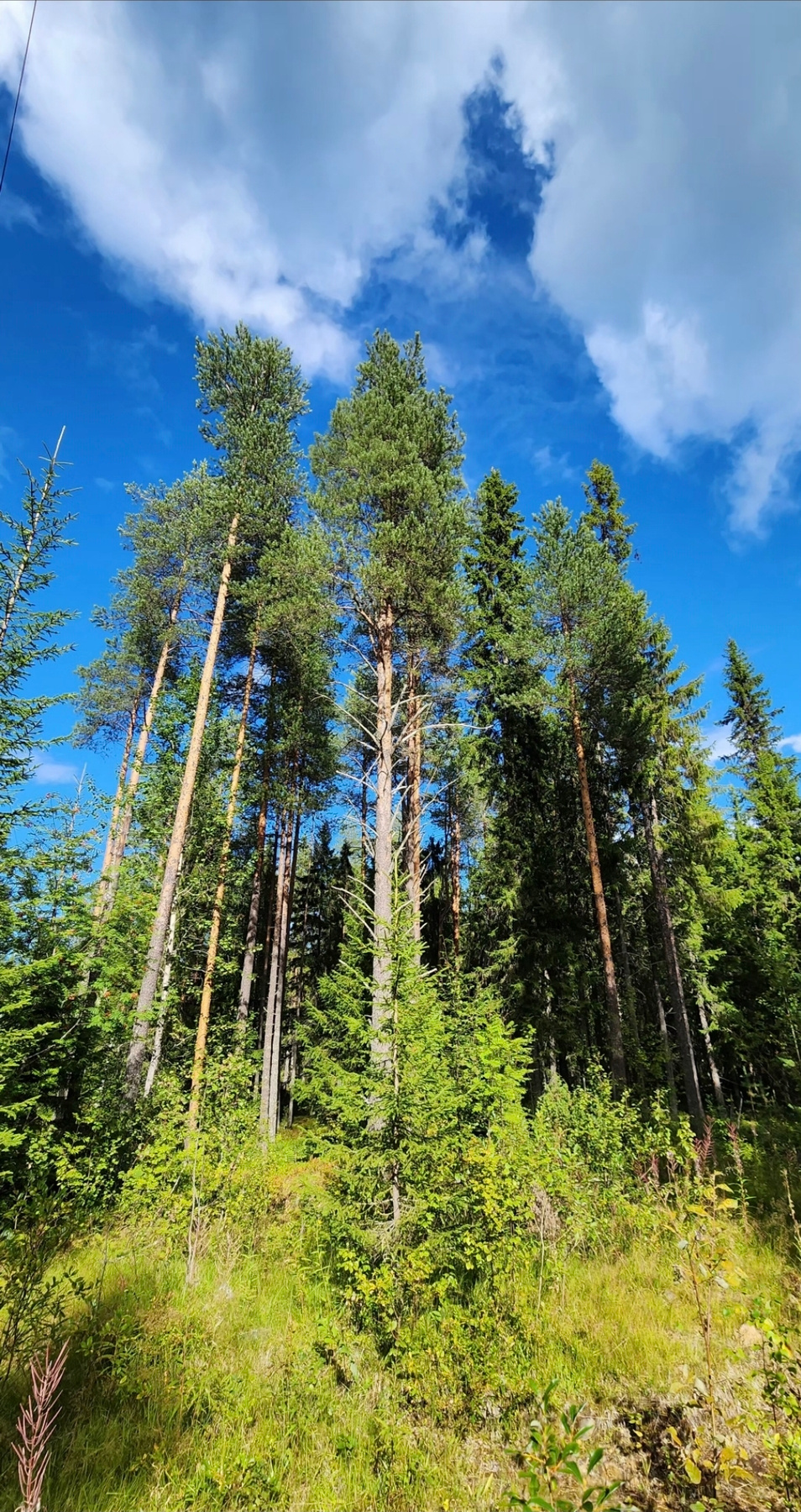 Карельский лес 