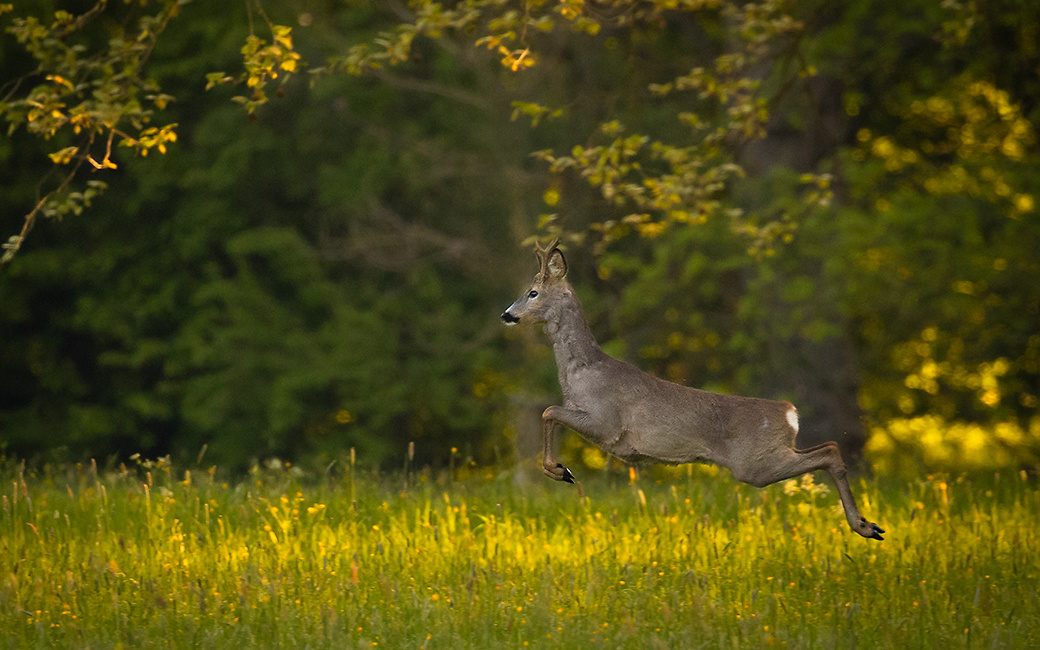 Deer 
