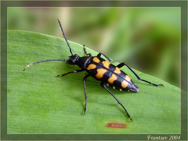 Тигр, только маленький Жук