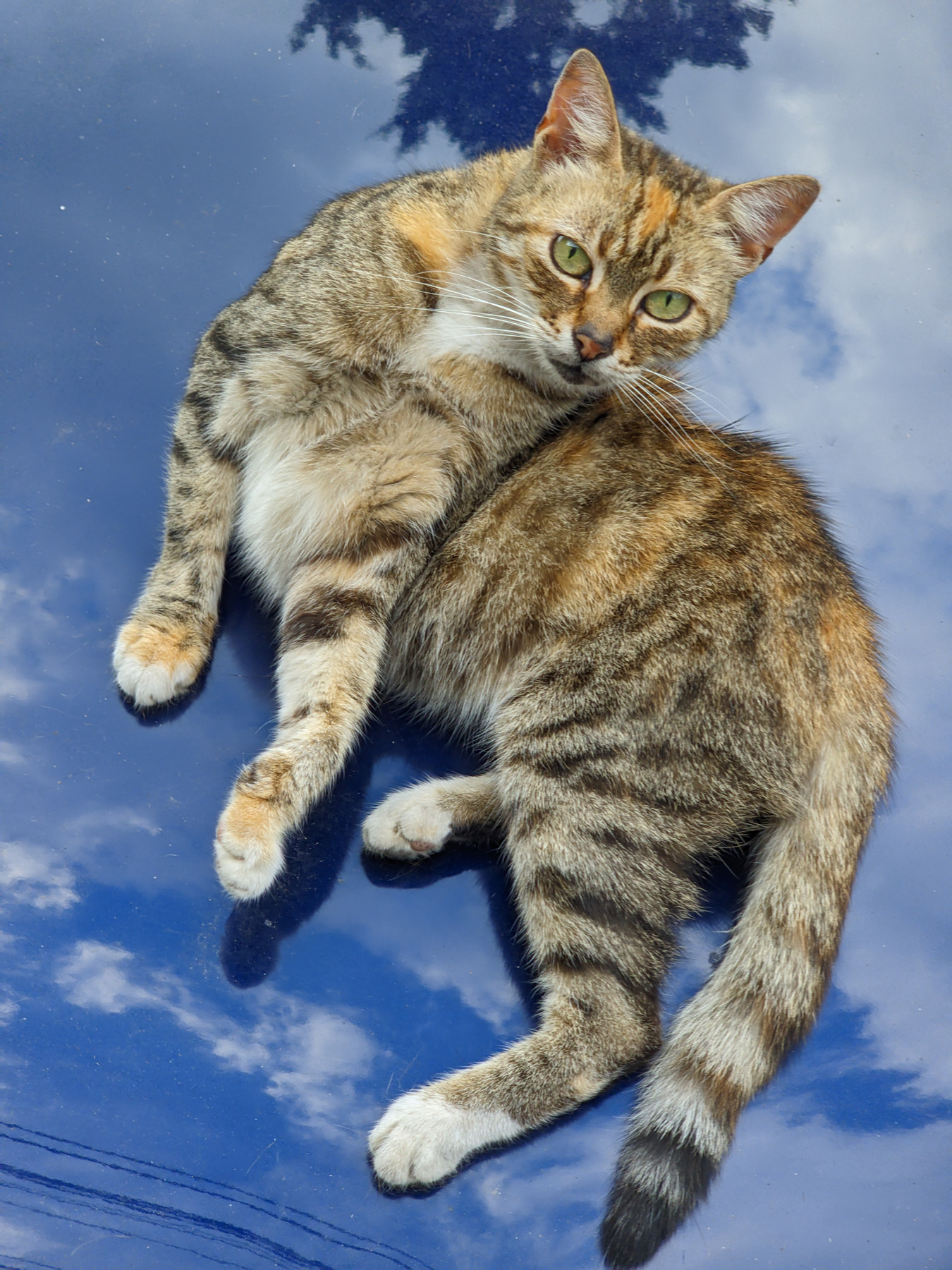 SKYCAT 