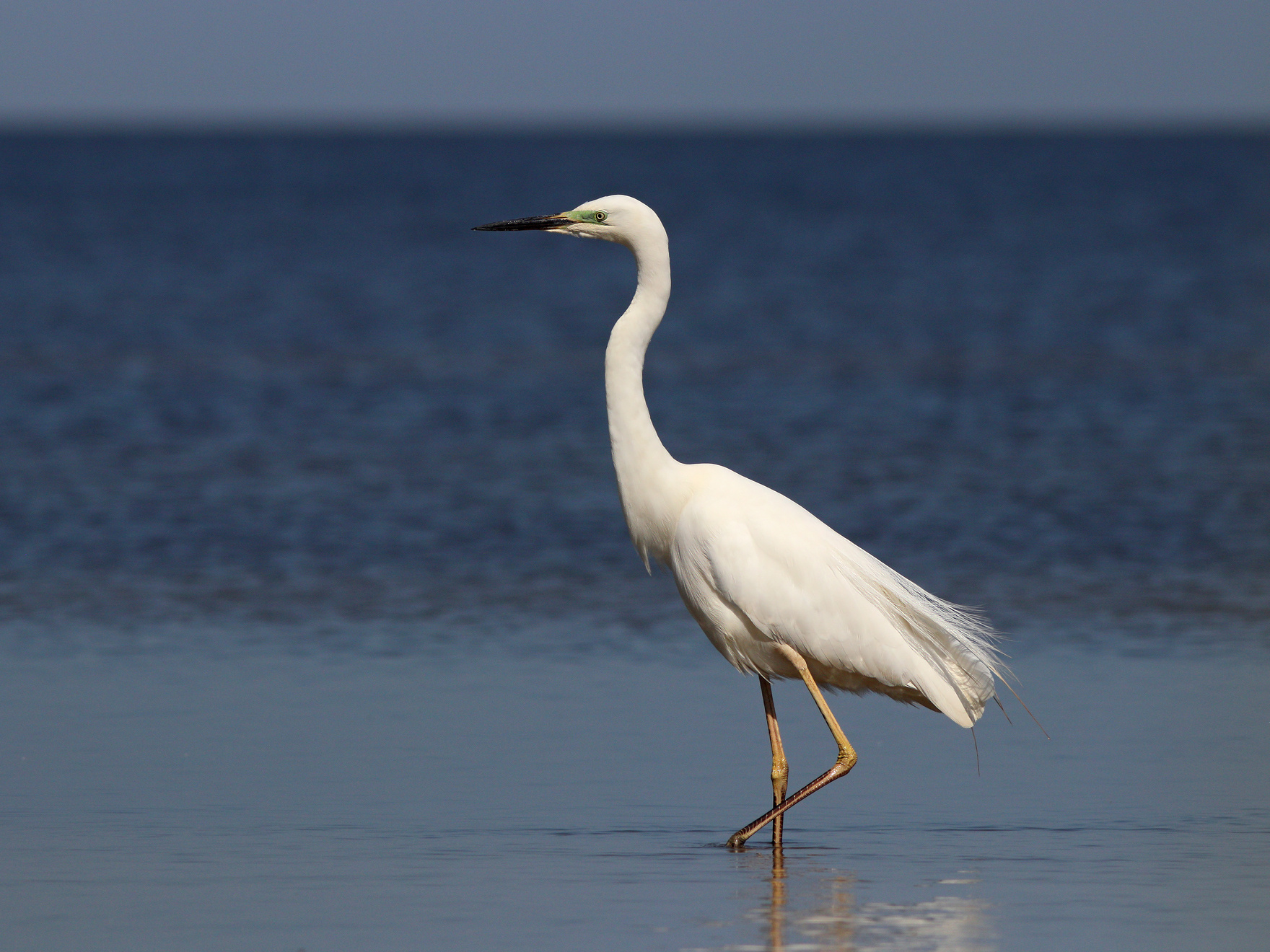 Принцесса Большая белая цапля Egretta alba Great egret