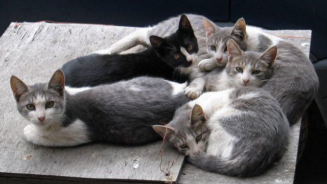 Wassup ? кошки