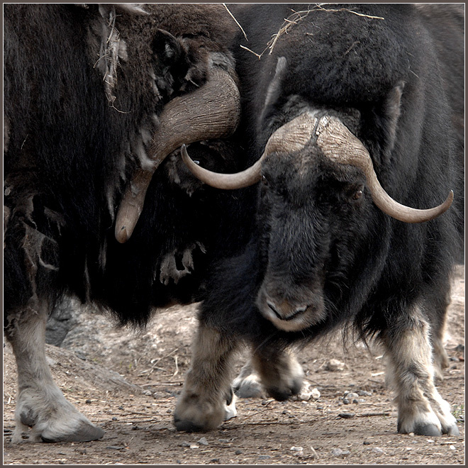 Ну что вы меня все время толкаете, толкачи какие-то! овцебык Ovibos moschatus  