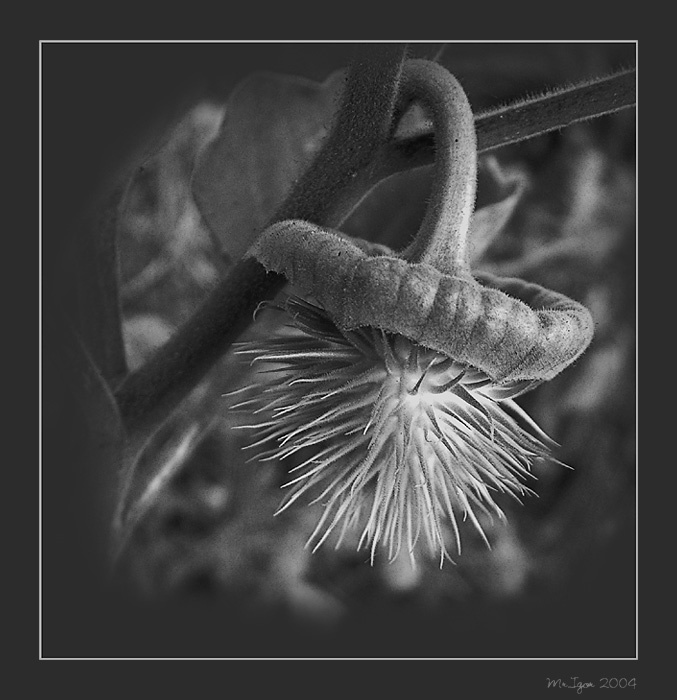Дурман Дурман