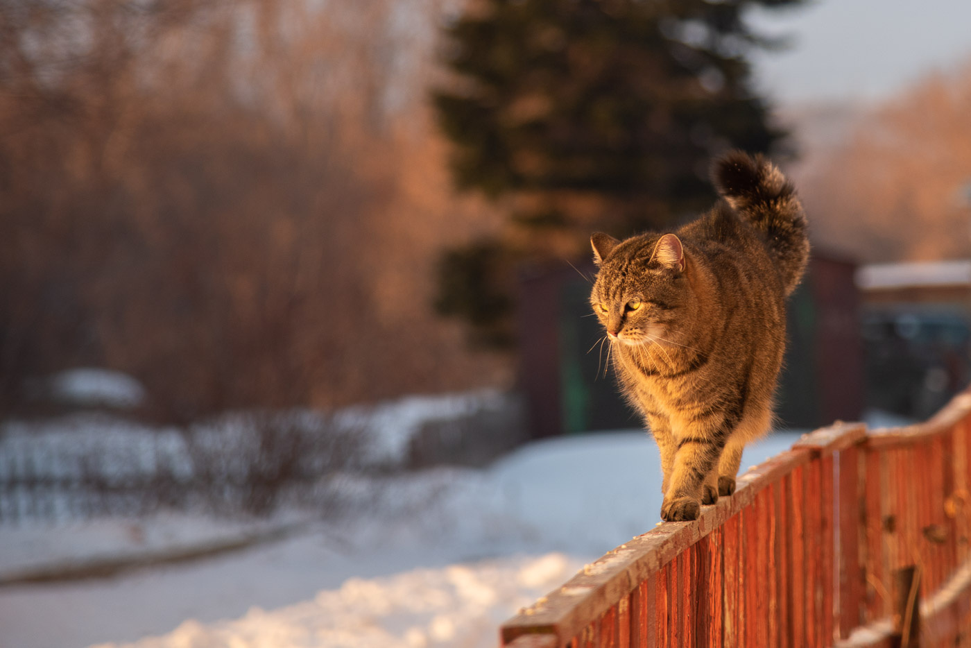 Модель кошка закат забор