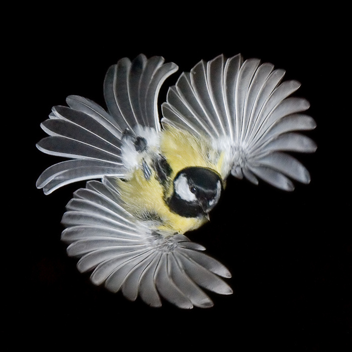 Порх Большая синица, Great Ti, Parus major, порх