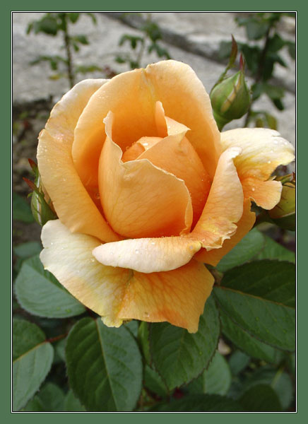 Rose 2 роза