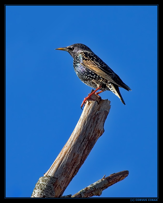 Нарядный Скворец Sturnus vulgaris