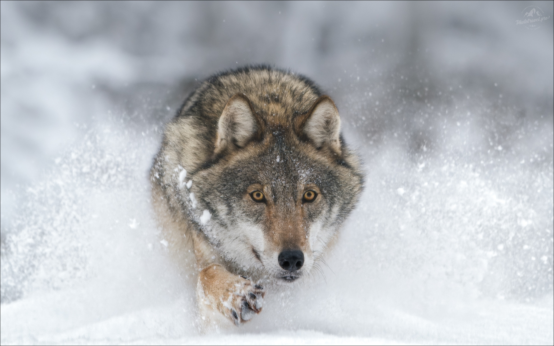 По снегу .. волк серый европейский фототур в красный бор фотосъемка волков grey wolf canis lupus фототуры 2026