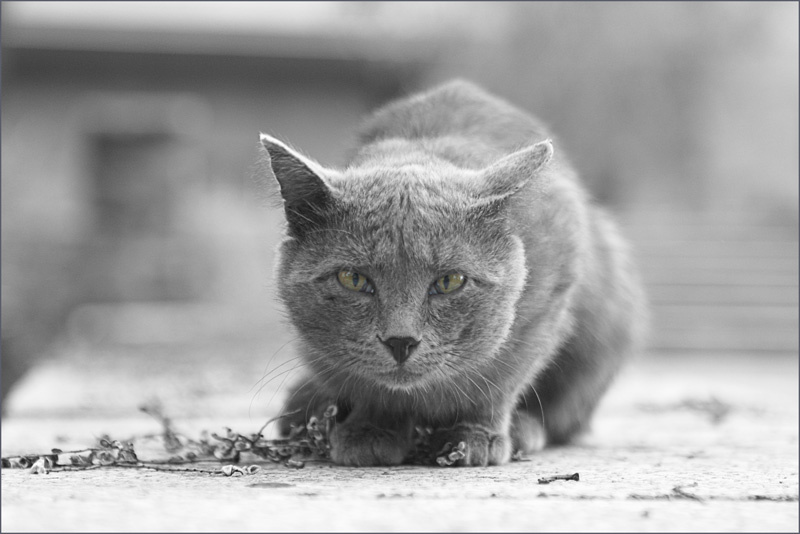 Кладбище Домашних Животных Кладбище Кошки