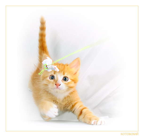 котофота 