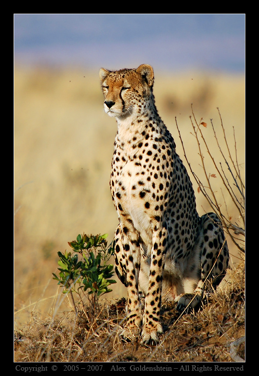 Медитация. Гепаpд, (Acinonyx-jubatus, Cheetah), Африка-Кения, Масай-Мара