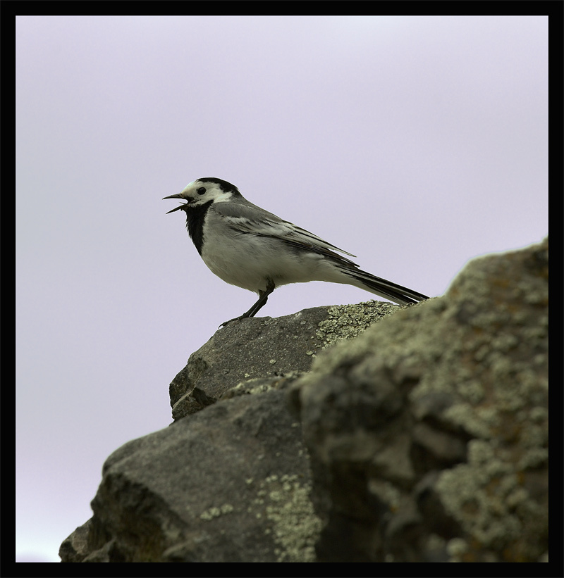 Белая трясогузка (Motacilla alba) Белая трясогузка Motacilla alba