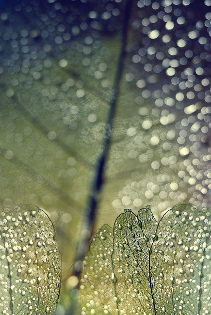 Brilliance leaf, macro