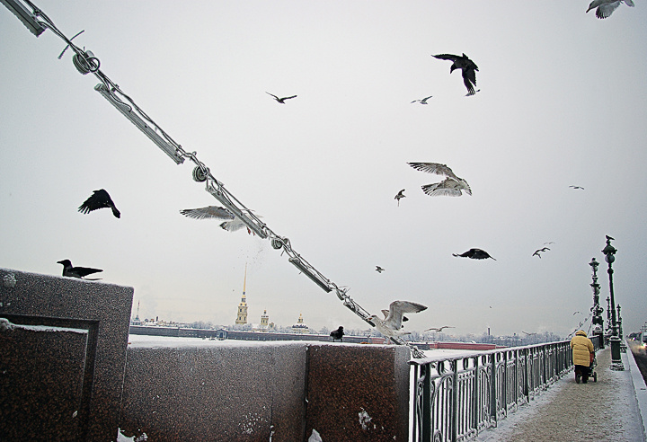 чайки чайка, мост, пешеход