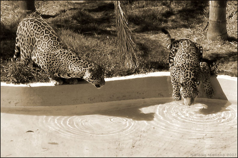 И мне оставь хоть капельку!.. Ягуар Кот Мексика Вода Jaguar Gato Mexico Aqua