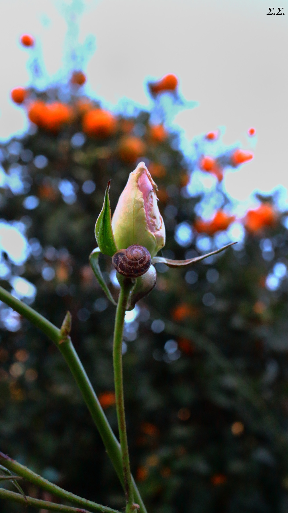 CLIMΒING SNAIL 